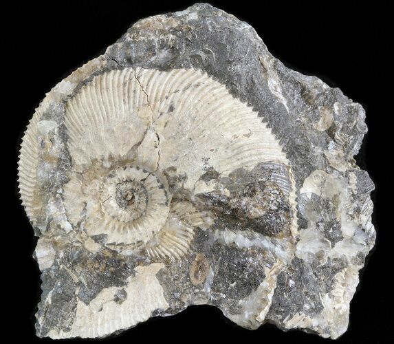 Wide Kosmoceras Ammonite - England #42644